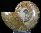Agatized Ammonite Fossil (Half) #22768-1